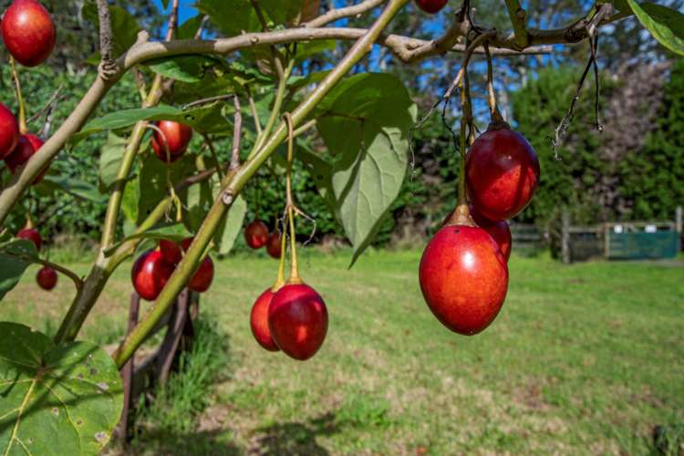 1272 Pipiwai Road Ruatangata_26