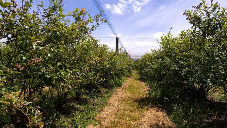 147 Stanners Road and 89 Kapiro Road Kerikeri_5