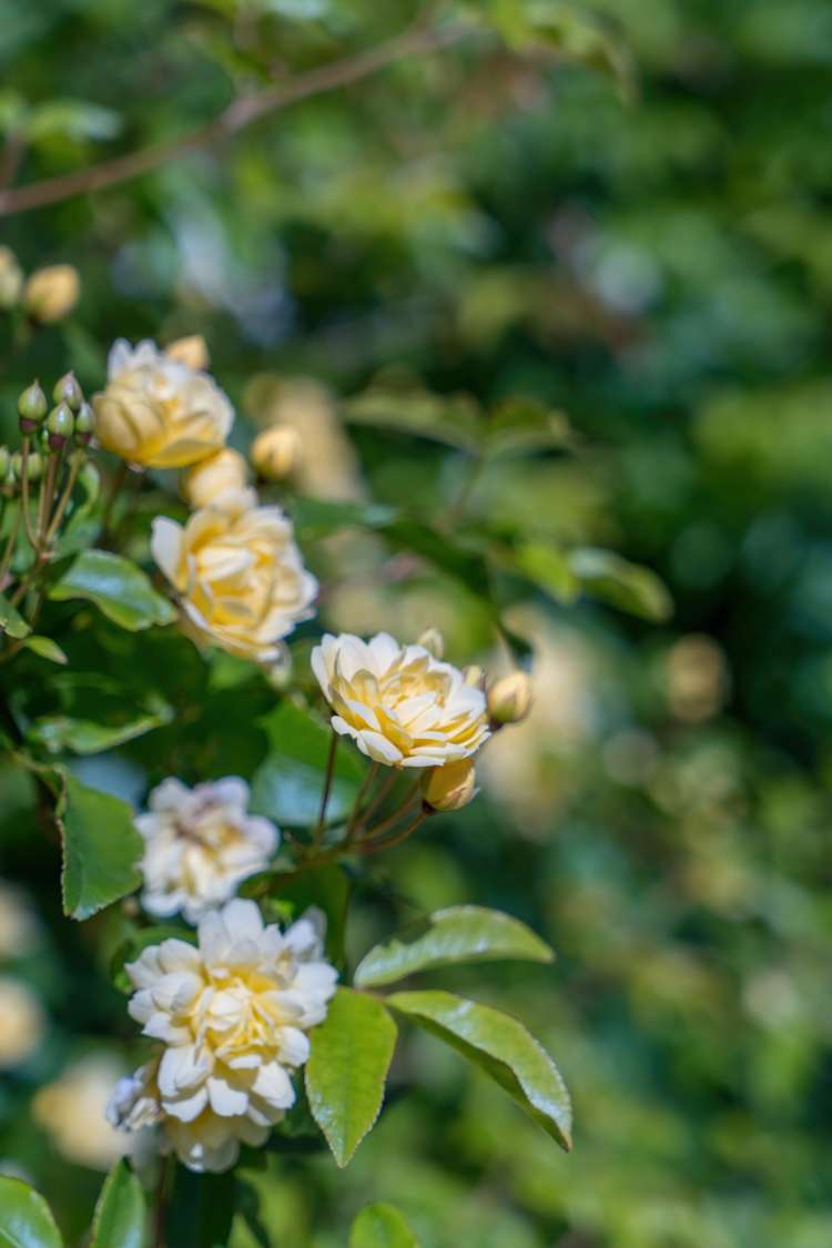 24 Wyndham Street Auckland Central_25