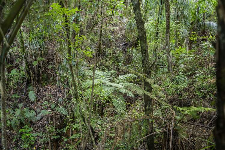 1621 The 309 Road Kaimarama_16