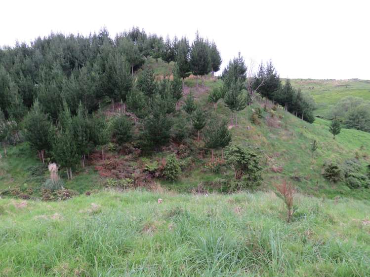 289 Franklin Road Paparoa_11