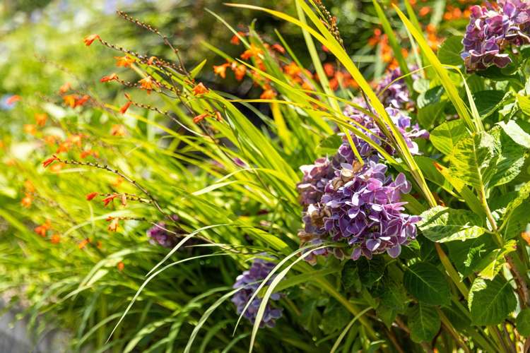 252B Grange Road Otumoetai_27