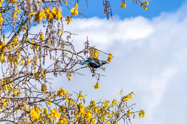 9 Chichester Drive Pinehaven_15