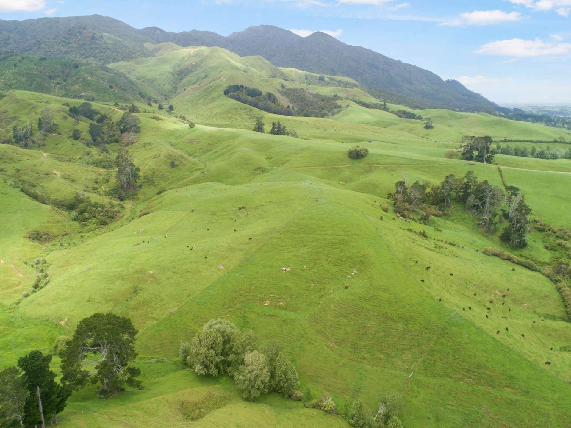 Hill Road Te Aroha_0