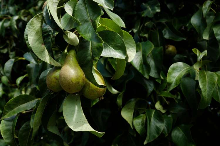 9 Rentons Road Mosgiel_16