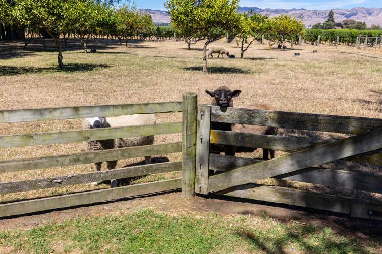 18 Saint Leonards Road Springlands_37