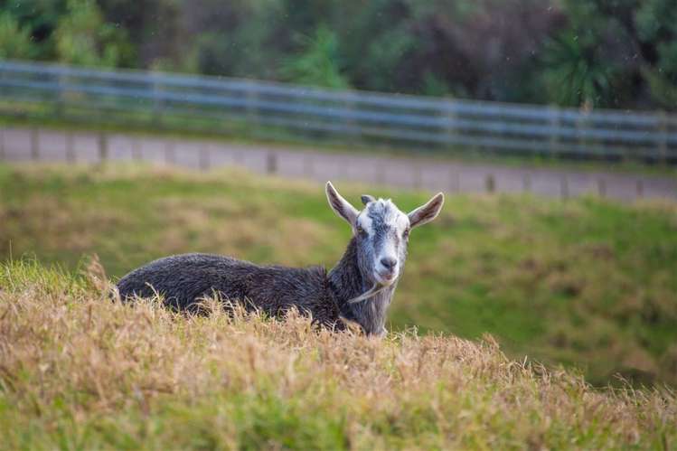 57 Moses Road Kaukapakapa_16