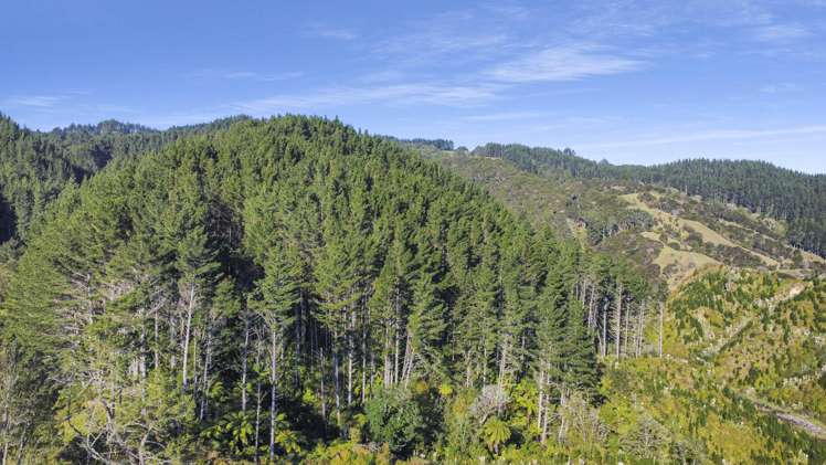 1 State Highway 2 Taneatua_14