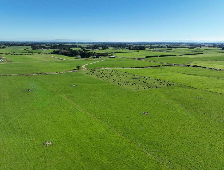 12 Shand Road, Farm 1 Rimu_4