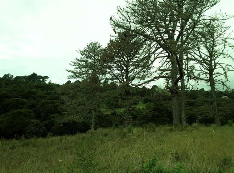 276d Okura River Road Long Bay_10