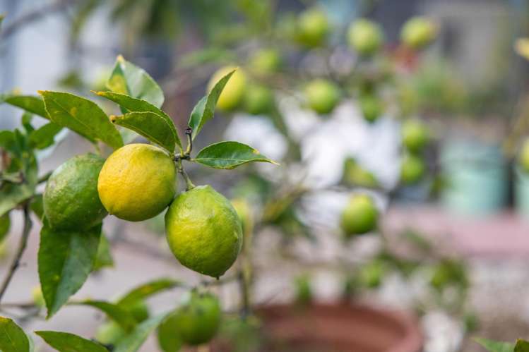 1/2 Orewa Street Torbay_20