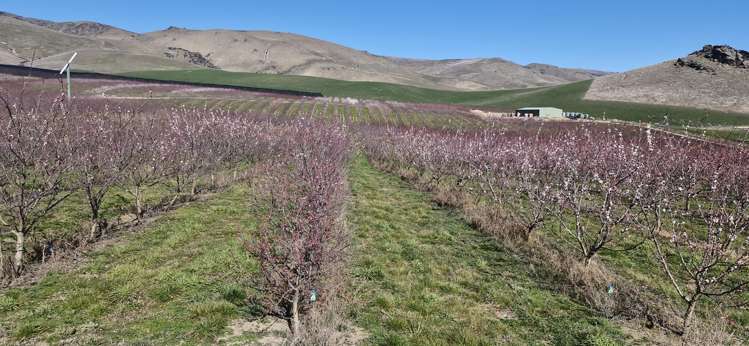 159 Thomson Gorge Road Cromwell_5