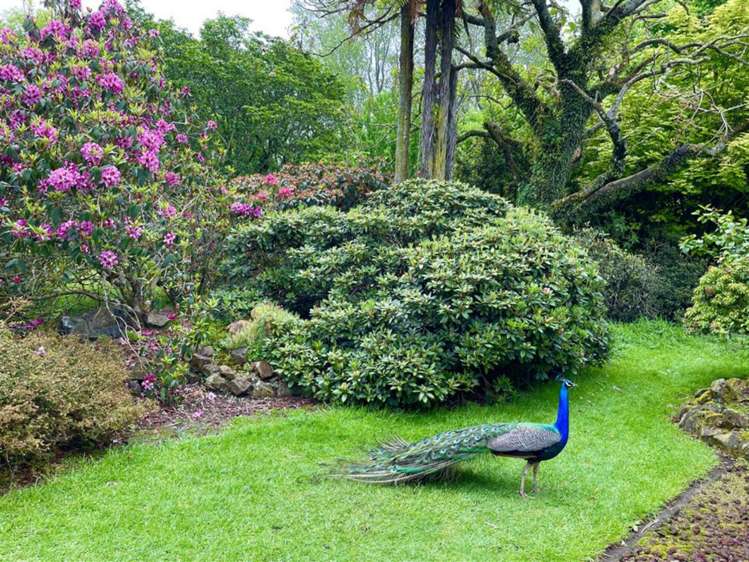 488 Tapuwae Road Benneydale_17