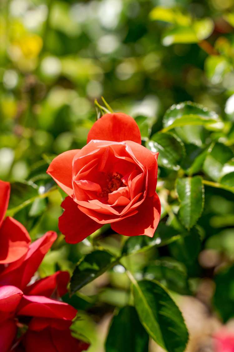 2 Edward Street Prebbleton_18