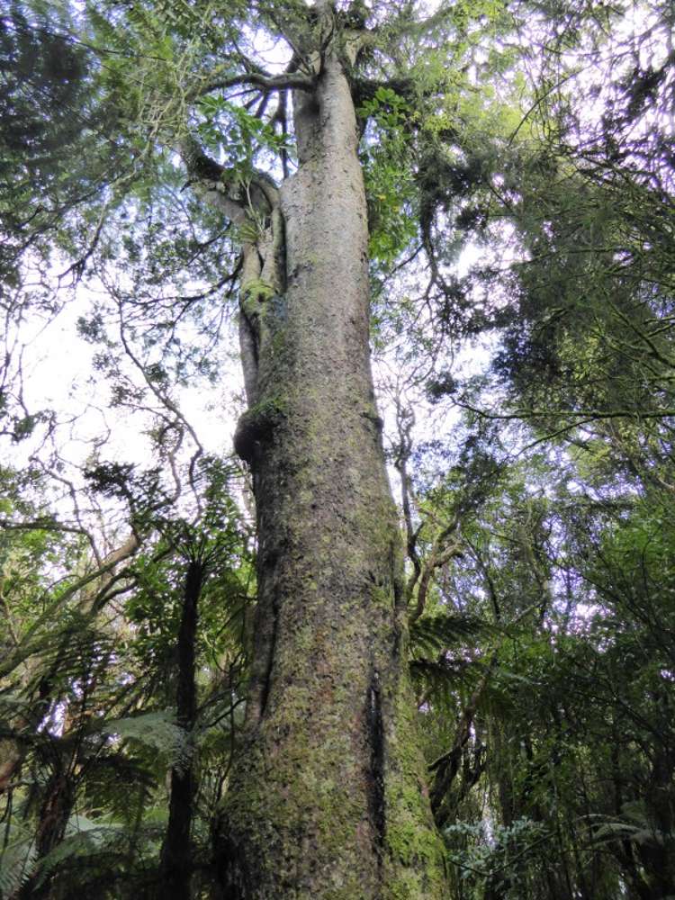 1278 Poihipi Road Oruanui_7