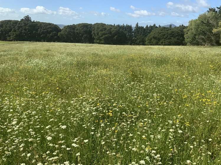 161 Nisbet Road Maungatapere_0