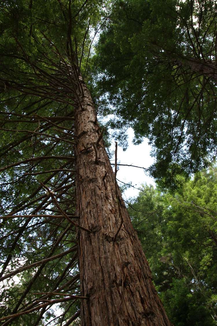 Puhata Road Herekino_7