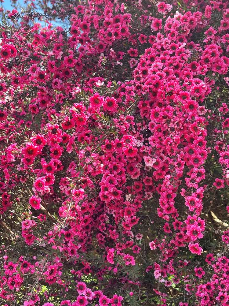 652A Te Whiti Road Te Whiti_28