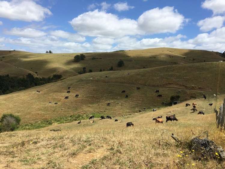 Maratoto Road Hauraki_13