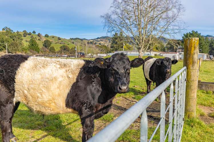 00 Kururau Road (Lot 1) Taumarunui_6