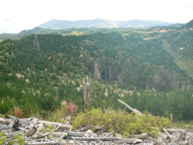 Re-Planted Forestry Block