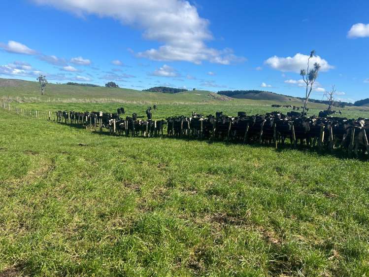 78 Brandon Hall Road Bulls_13