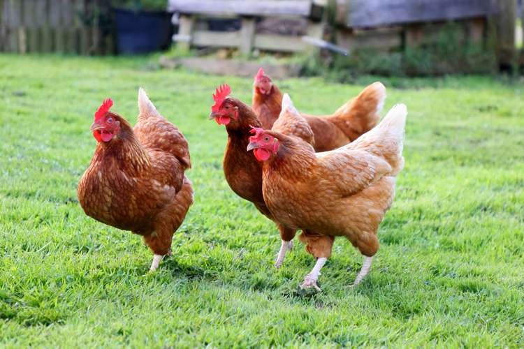 9 Rata Street Waiuku_10