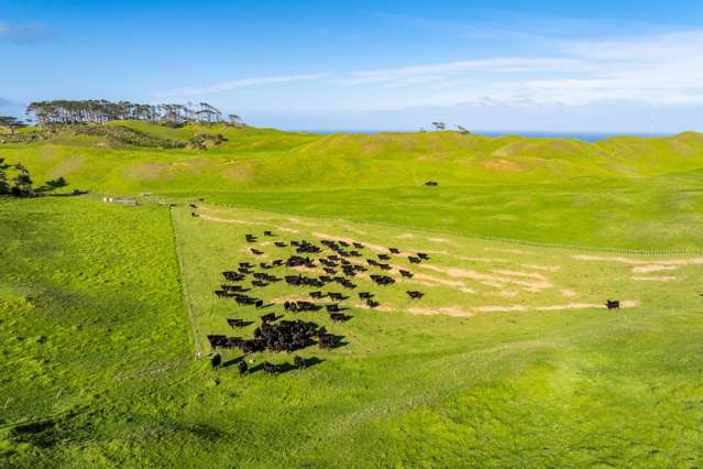 Pinaki Road Dargaville_4