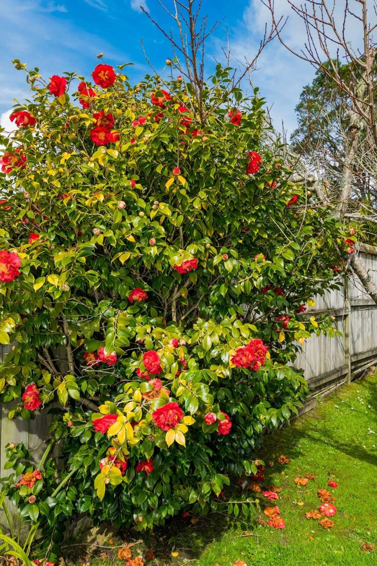 2/44 County Road Torbay_21