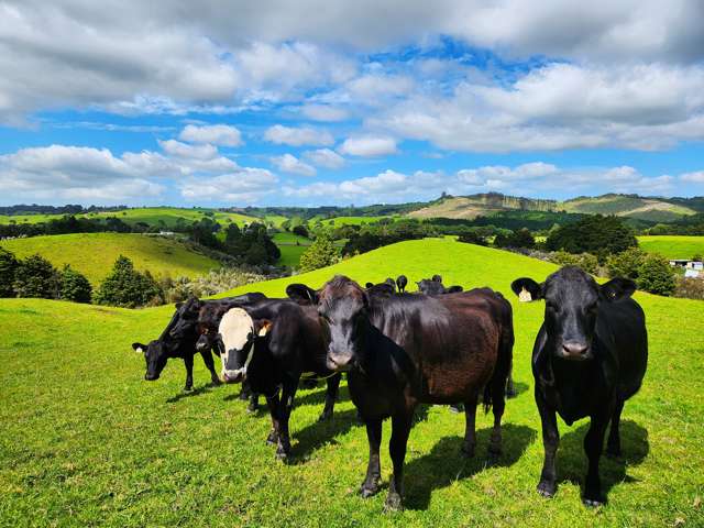 1084 Tangowahine Valley Road Dargaville Surrounds_1