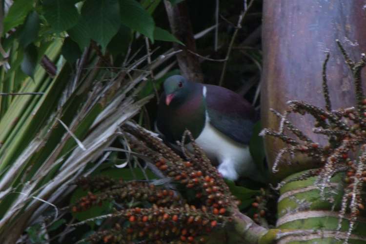 281 Huia Road Titirangi_10