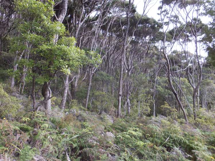 63 Wainui Road Kaeo_10