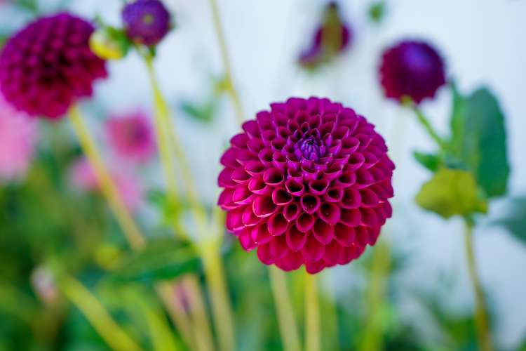 71 Short Street Richmond_17