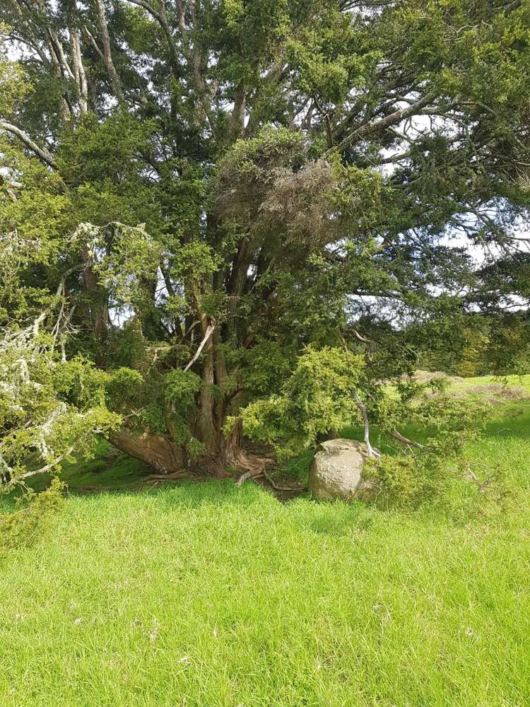 504 Wairere Road Paparoa_32