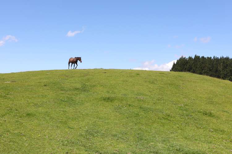 50 Highland View Drive Tokomaru_2