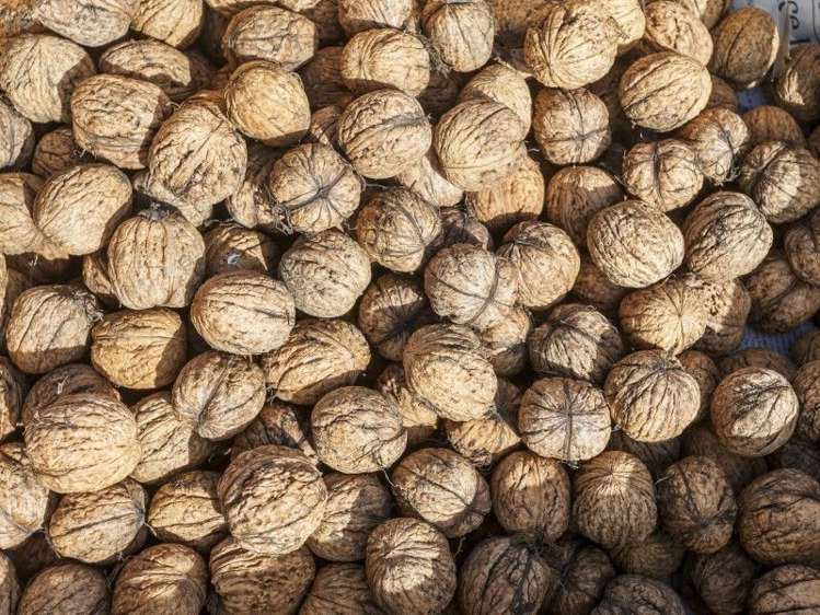 72 Puriri Valley Road Puriri_33