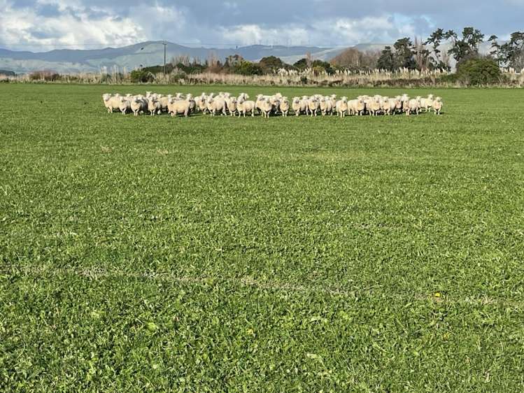 279 Karere Road Tiakitahuna_2