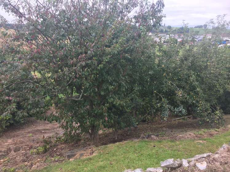 48 Gradara Avenue Otorohanga_19