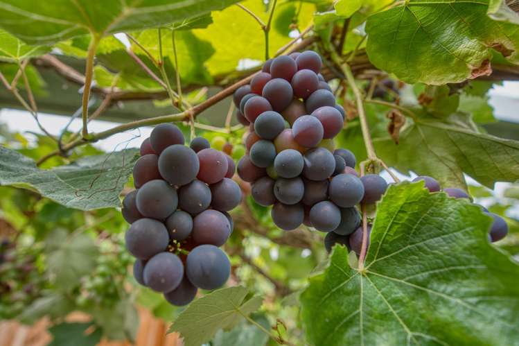 210 Keogans Road Rd2, Hokitika_30