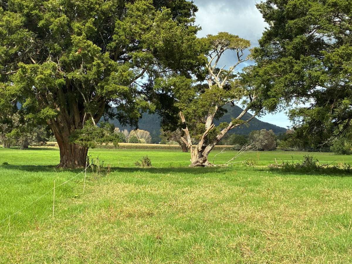 3567 Mangakahia Road_0