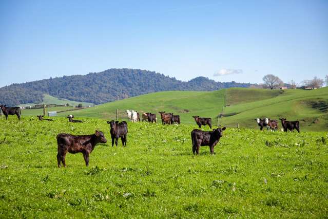 Quality drystock in Waikato’s heartland