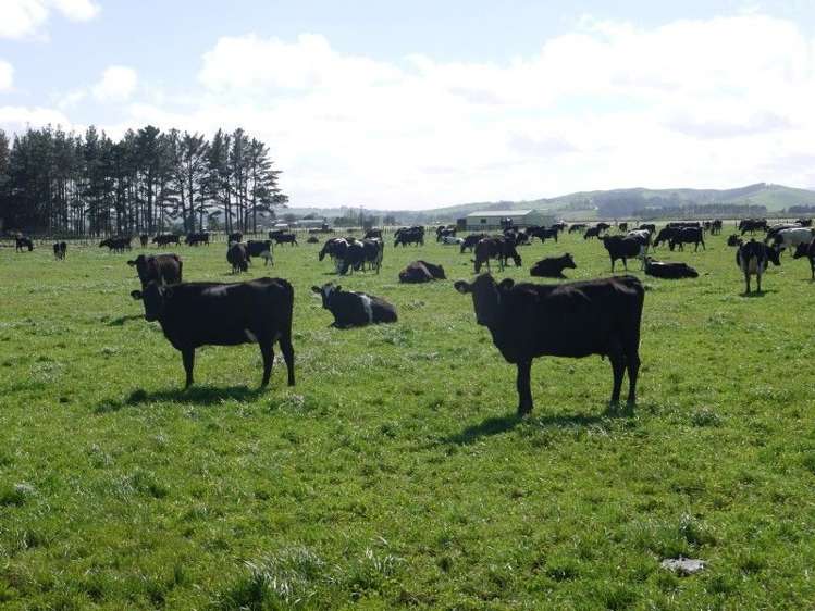 762 Pouto Road Te Kopuru_19