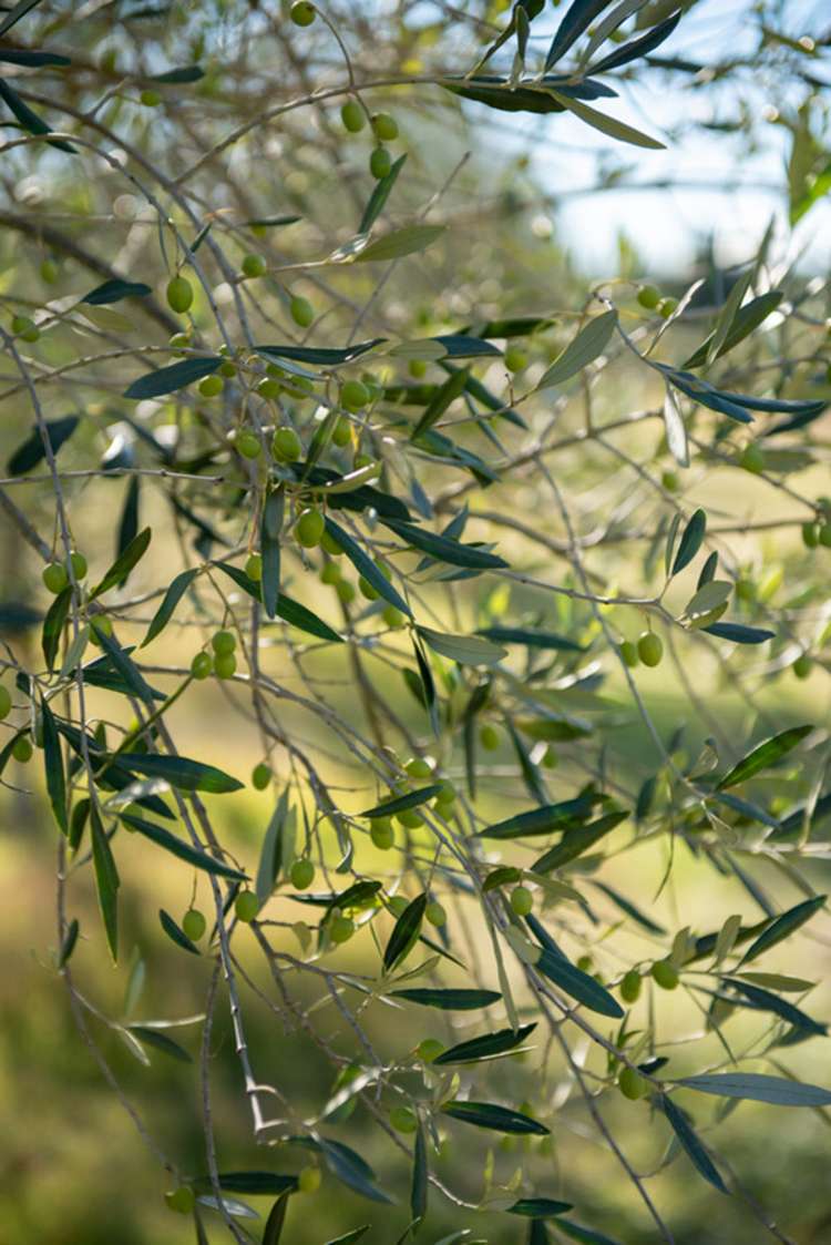 238 Shandon Road Waihopai Valley_24