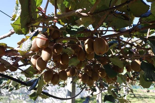 2130 State Highway 2 Aongatete_4