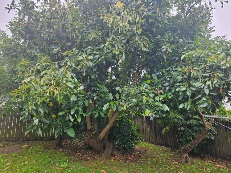 10 Harold Avenue Kaikohe_12