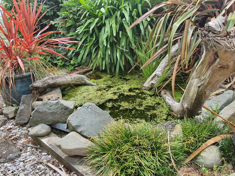 95 Cross Road Morrinsville_20