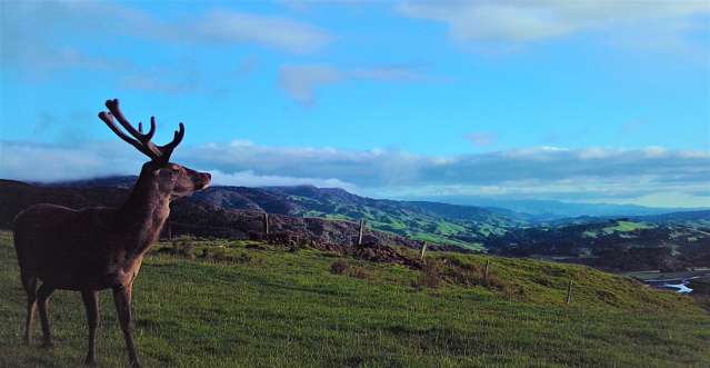 172 Kakariki West Road Eketahuna_4