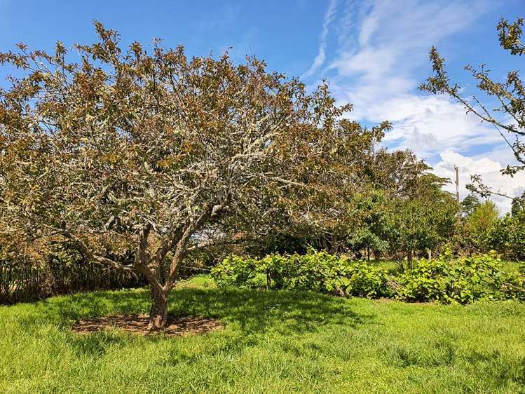 144 Remuera Settlement Road Ohaeawai_4