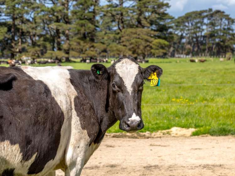 1125 Kakariki Road Eketahuna_15