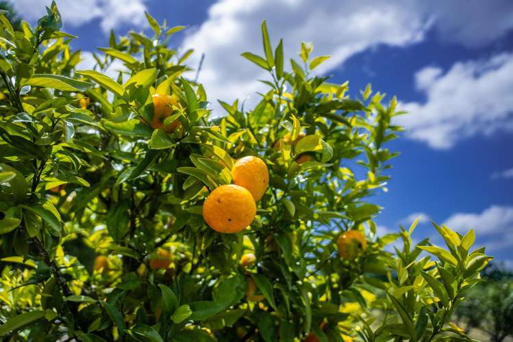 Kiwi Street Makaraka_12